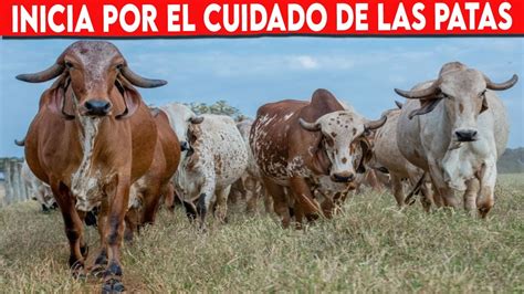 GANADERÍA VACUNA LA SALUD DEL GANADO INICIA POR EL CUIDADO DE LAS