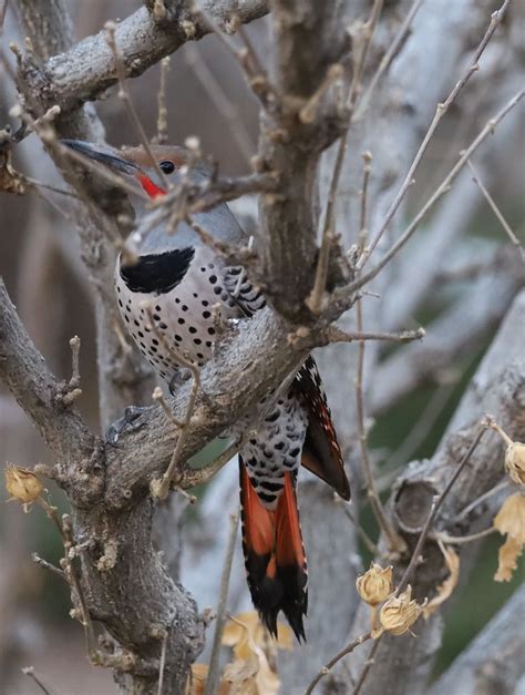 BeekABoo Northern Flicker 2023 01 18 14 Still A Bit Skit Flickr