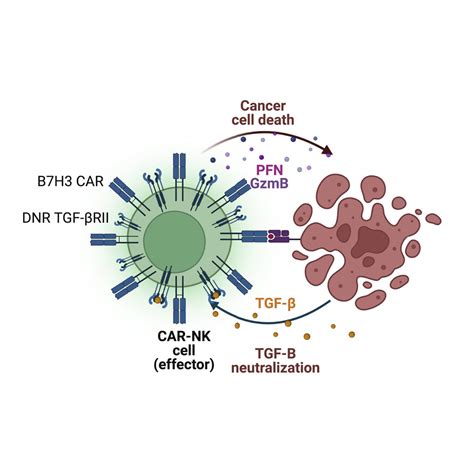 Co Transducing B7H3 CAR NK Cells With The DNR Preserves Their Cytolytic