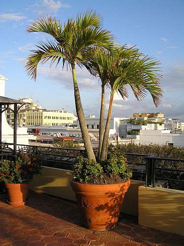 Potted Palms Tropical Backyard Pool Landscaping Tropical Backyard Indoor Palm Trees