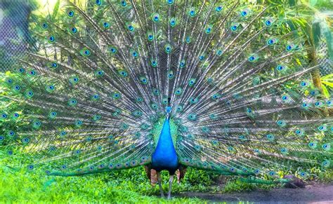 goas wildlife  guide   national parks  sanctuaries  goa