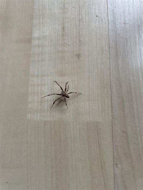 What Spider Is This In Seattle Washington Usa R Spiders