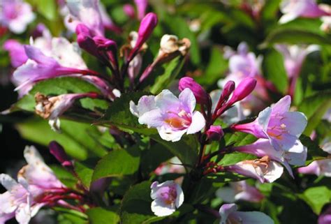 Rosa Tr Dg Rdsprakttry Weigela Hybrida Polka Sveriges Tr Dg Rdsm Stare