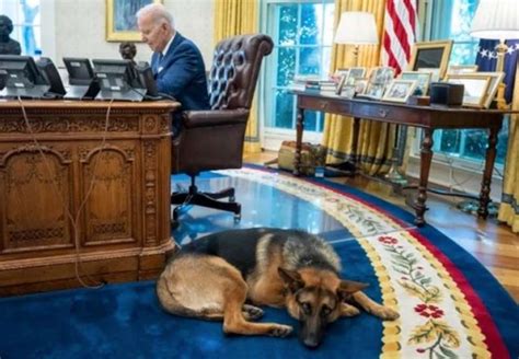 Joe Biden Con Il Suo Cane Commander Dago Fotogallery