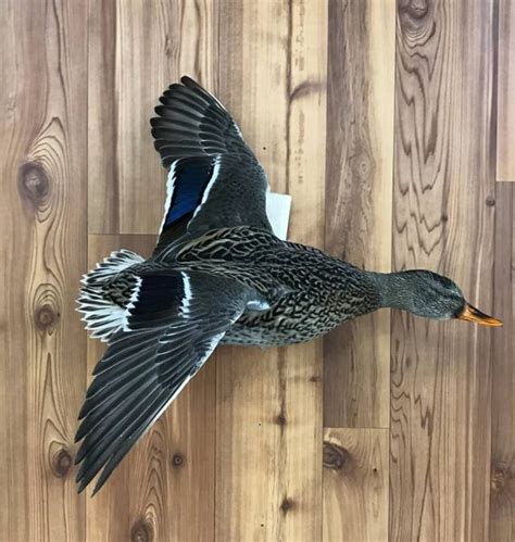 Mallard Duck Taxidermy Stehlings Taxidermy