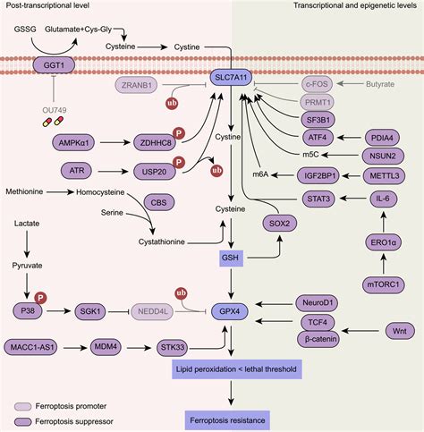 mechanism  ferroptosis resistance  cancer cells