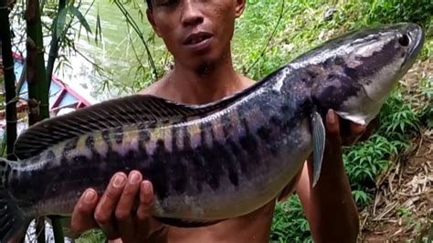 Paser Mania Nembak Ikan Toman Monster Waduk Cacaban YouTube