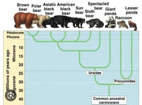 For Bear Therians Wiki Therian Amino