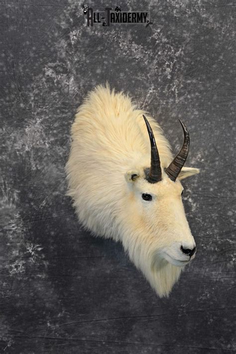 Mountain Goat Taxidermy for Sale SKU 1142 | All Taxidermy