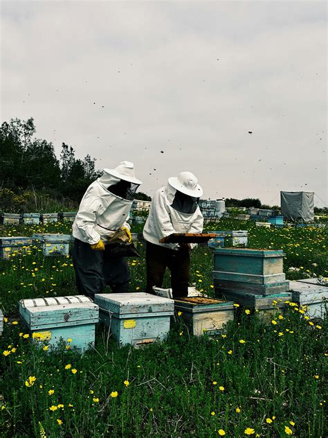 Bee Farm Photos, Download The BEST Free Bee Farm Stock Photos & HD Images