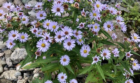 Cookie policy | NLITA