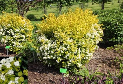 Спирея Вангутта Spiraea x vanhouttei ‘Gold Fountain’ - купить саженцы в ...