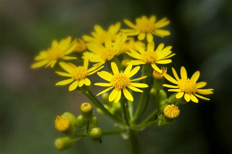 Butterweed Packera Glabella Nature In A Natural Way Pac Flickr