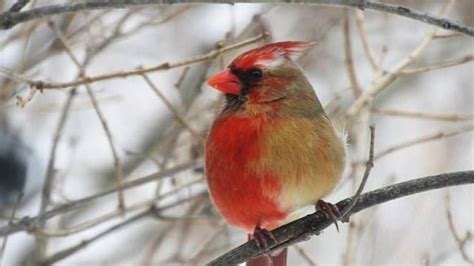 This Rare Male Female Cardinal Is Something Pretty Special Cbc Radio