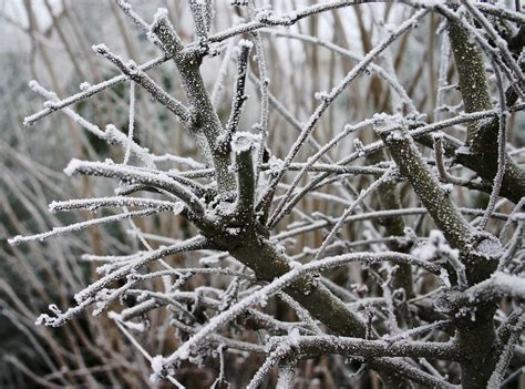 Free Images Tree Nature Branch Snow Cold Winter Plant Frost