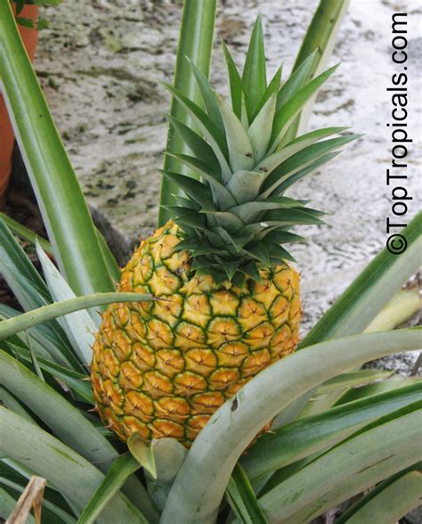 Ananas-comosus | Rare plant nursery - Top Tropicals