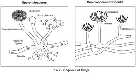 Classification of Fungi based on the Host parasitic Relationship ...