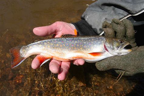 Brook Trout Or Speckled Trout