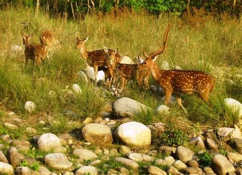 Nights Days Jim Corbett Nainital Tour Package From Delhi