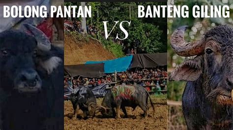 Tedong Silaga Bolong Pantan Vs Banteng Giling Perebutan Sabuk Banteng Kelas Berat Adu