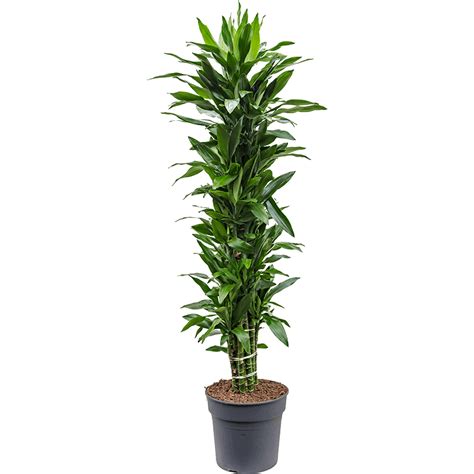 Rent The Dracaena Fragrans Janet Lind Xl Leafy Life A Sturdy