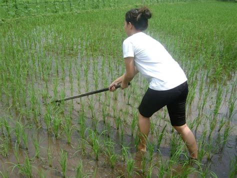 Panduan Lengkap Untuk Merawat Pertumbuhan Padi Sehat