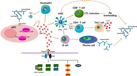 Figure From A Plasmacytoid Dendritic Cells Type I Interferon Axis Is