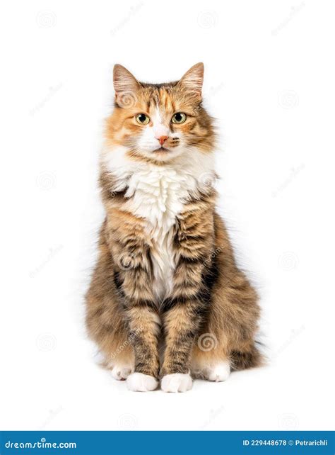 Fluffy Cat Sitting And Starring At Camera Stock Photo Image Of Fluff