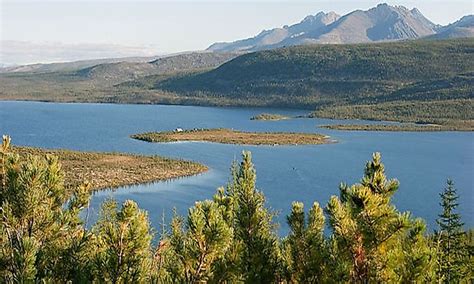 What Animals Live In The Taiga