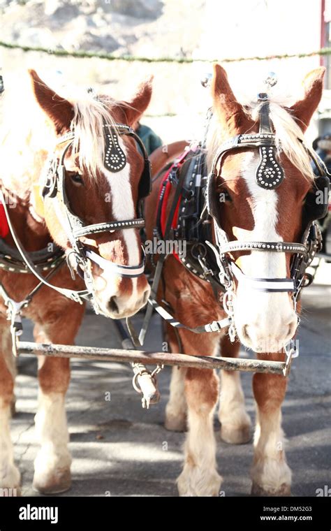 Clydesdale horse in Georgetown Christmas parade Stock Photo - Alamy