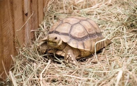 Tortoise Bedding 101: Materials, Sizes and Best Practices - Reptile Jam