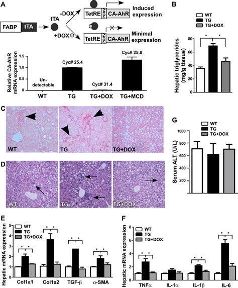 Transgenic Activation Of Ahr Sensitized Mice To Mcd Diet Induced Nash