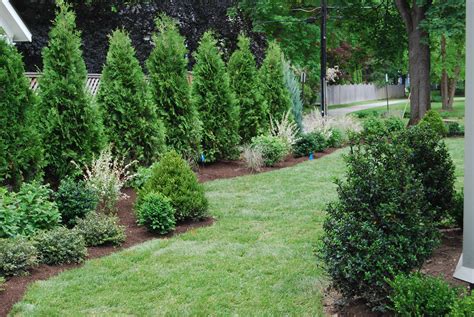 Privacy Trees Landscaping