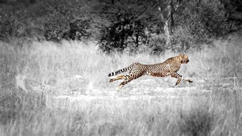 Leopard vs Cheetah Print | Incredible Kalahari Safaris 24