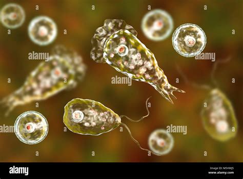 Cerveau Manger Amibe Naegleria Fowleri Protozoaires Flagell S Dans