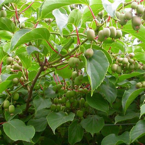 Hardy Kiwi Vine Female Geneva Actinidia Arguta Geneva