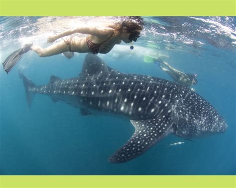 Whale Sharks Interaction In Donsol Sorsogon Reopens Heres What You