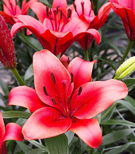 Lilia Azjatycka Solfarino Szt Oriental Lily Lilium Lily