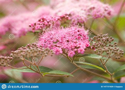 Arbusto De Floresc Ncia Do Spirea Flores Cor De Rosa Foto De Stock