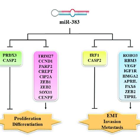 Mir 383 Targets And Their Function In Cancer Cell Proliferation Emt