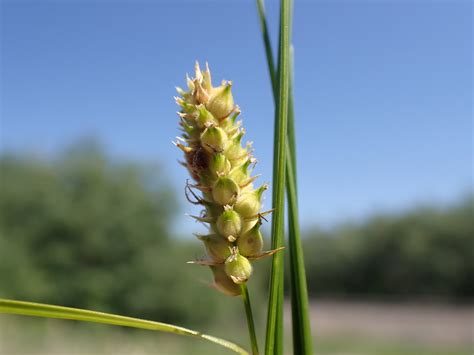 Carex Pellita Woolly Sedge Woolly Sedge Is One Of The Mo Flickr