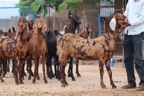 Kg Sirohi Female Goat Speciality Stall Feed Pure Quality