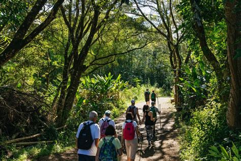 Maui: Rainforest Waterfalls Guided Hike With Picnic Lunch