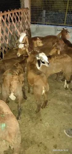 Red Kengurisindhanur Sheep At Rs 350 In Chittoor Id 22713528055