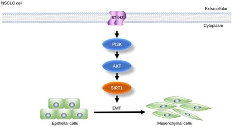 B7H3 Promotes The Epithelialmesenchymal Transition Of NSCLC By