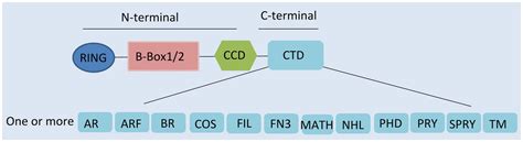 Frontiers Regulation Of Tripartite Motif Containing Proteins On Immune Response And Viral Evasion