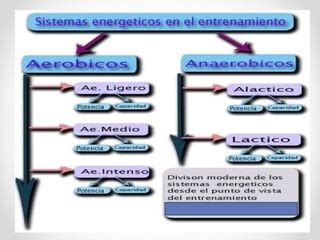 Fisioterapia Del Ejercicio PPT