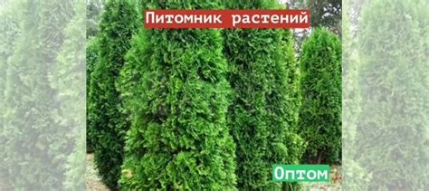 Саженцы Туя западная Columna (Колумна) купить в Москве | Товары для ...