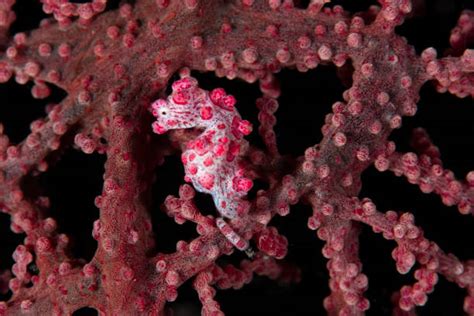 800+ Seahorse Camouflage Stock Photos, Pictures & Royalty-Free Images ...