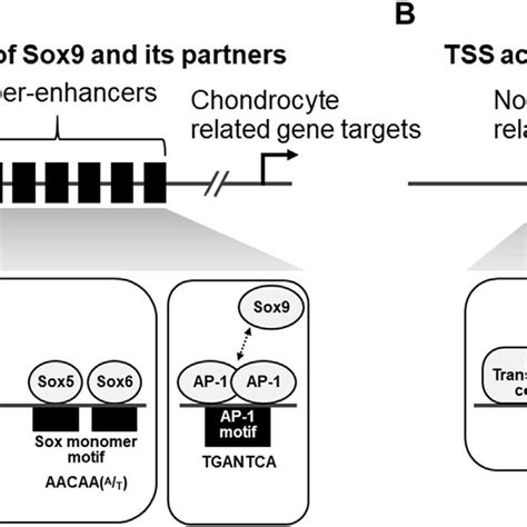 A model for the action of Sox9 and its partners on the chondrocyte ... 